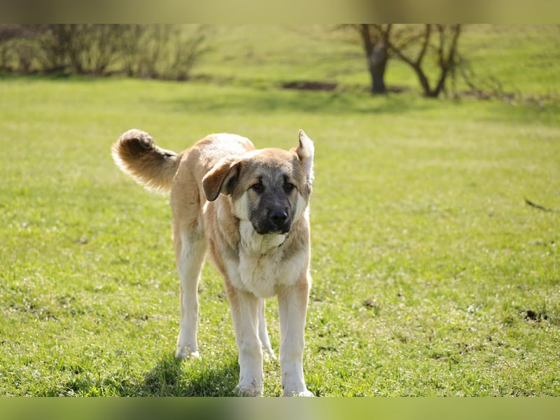 Hübscher Rufus sucht ein Zuhause