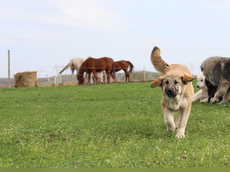 Hübscher Rufus sucht ein Zuhause