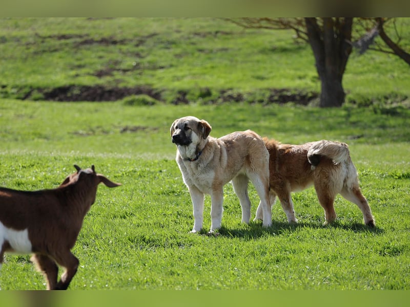 Hübscher Rufus sucht ein Zuhause