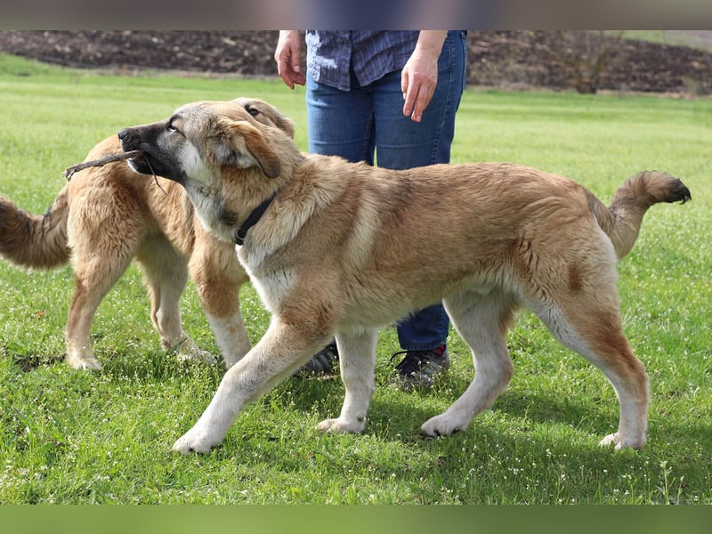 Hübscher Rufus sucht ein Zuhause