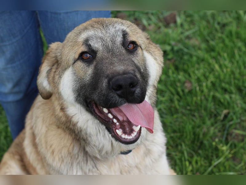 Hübscher Rufus sucht ein Zuhause