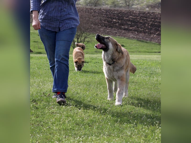 Hübscher Rufus sucht ein Zuhause