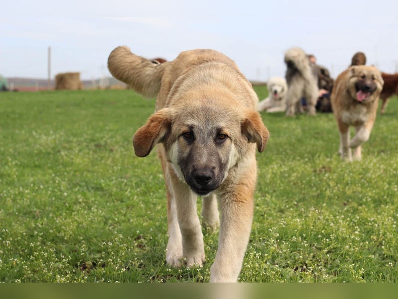 Hübscher Rufus sucht ein Zuhause