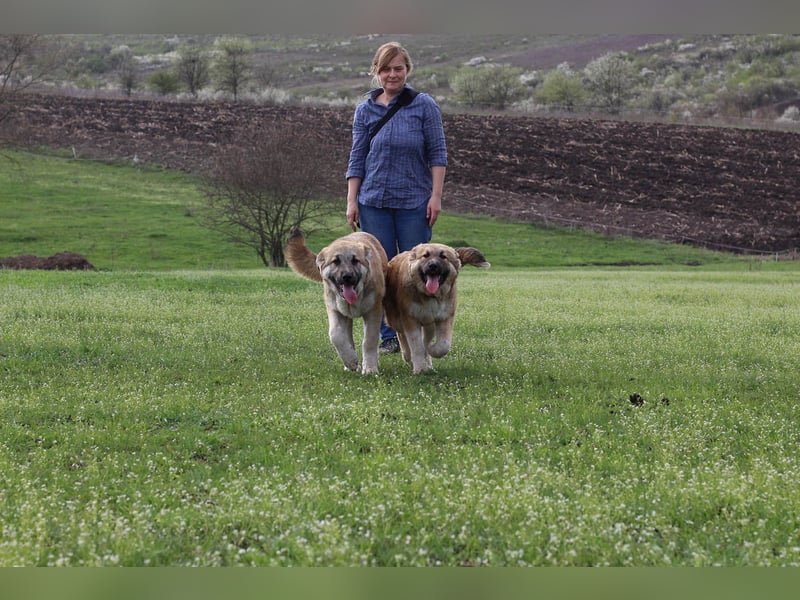 Hübscher Rufus sucht ein Zuhause