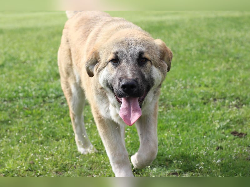 Hübscher Rufus sucht ein Zuhause