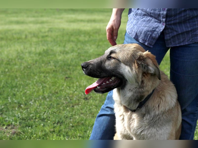 Hübscher Rufus sucht ein Zuhause