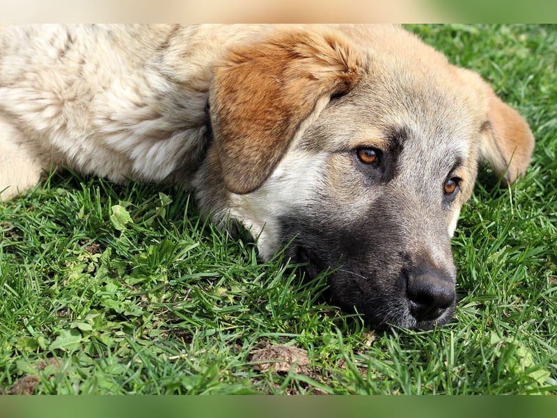 Hübscher Rufus sucht ein Zuhause