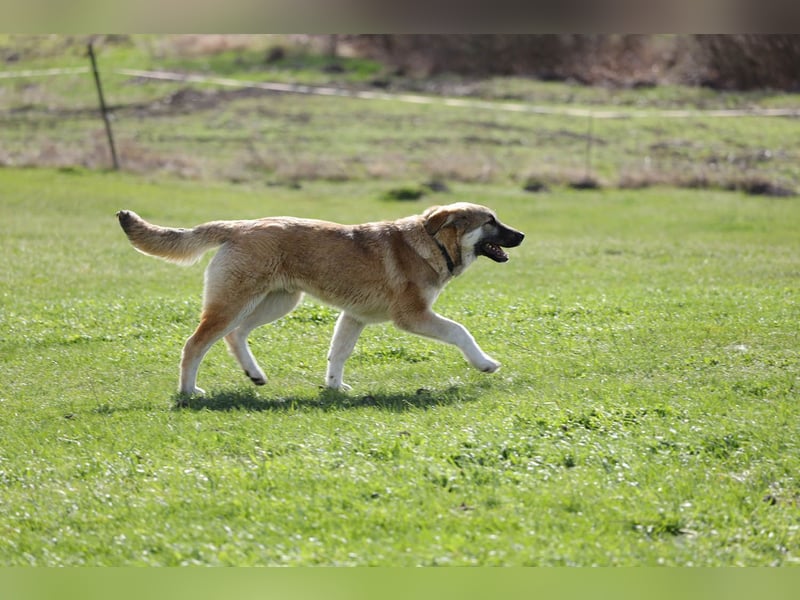 Hübscher Rufus sucht ein Zuhause