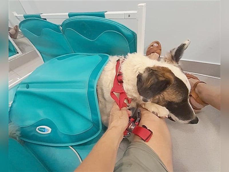 INDIO - ein großer Kuschelbär sucht streichelnde Hände