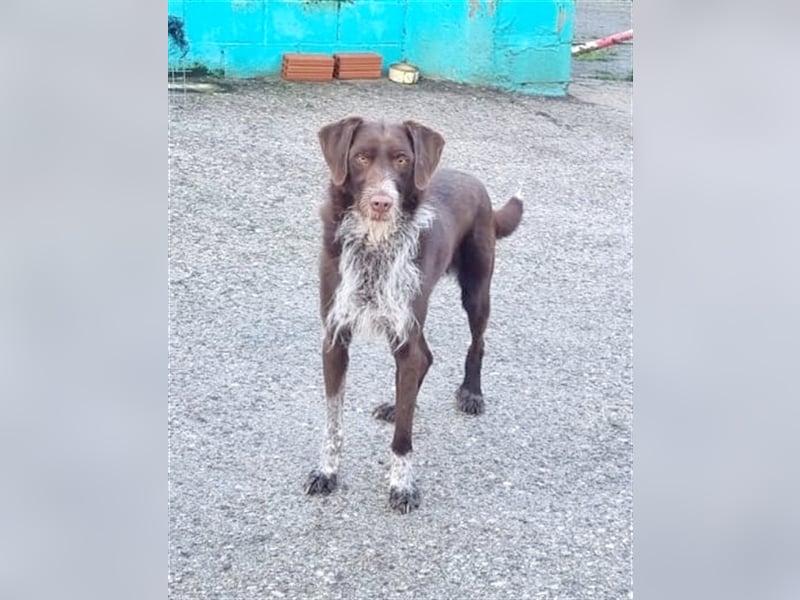 ASTON wurde aus schlechter Haltung befreit