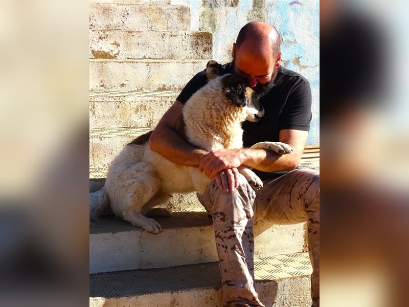 INDIO - ein großer Kuschelbär sucht streichelnde Hände