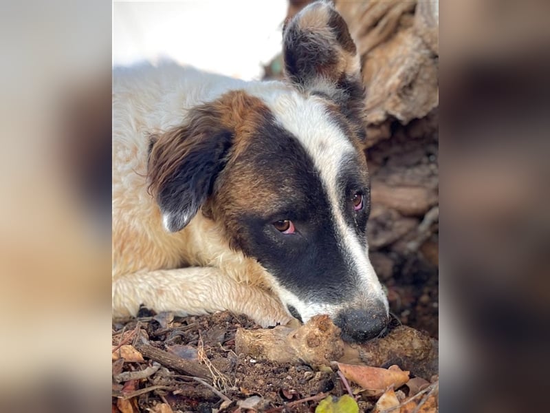 INDIO - ein großer Kuschelbär sucht streichelnde Hände