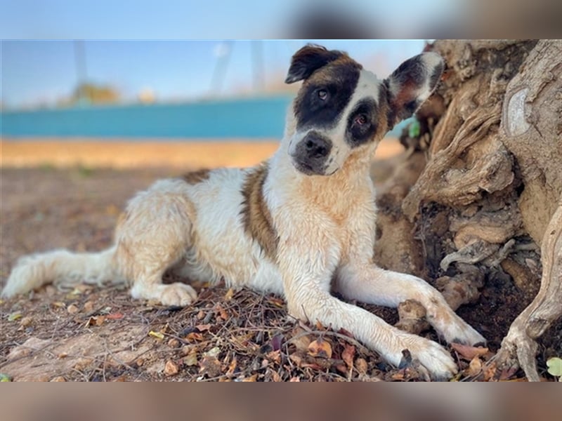 INDIO - ein großer Kuschelbär sucht streichelnde Hände