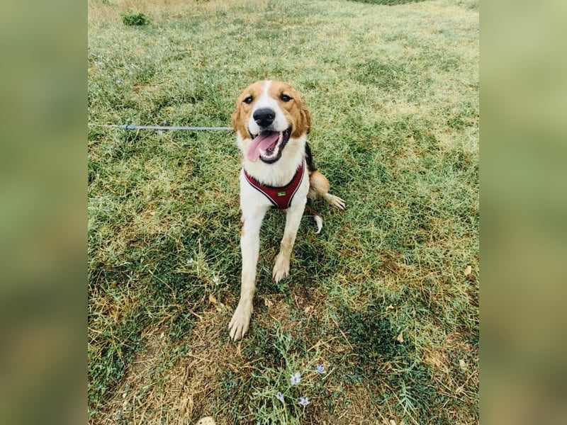 Loki der freundliche Rüde