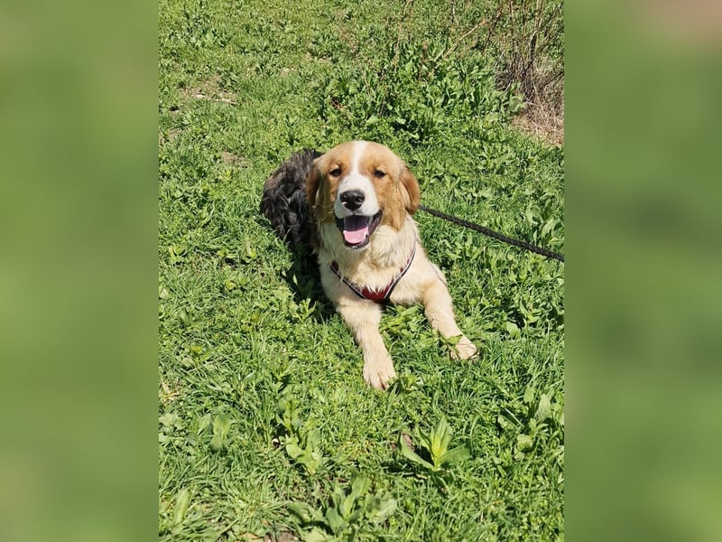 Familien Hund Loki sucht ein Zuhause