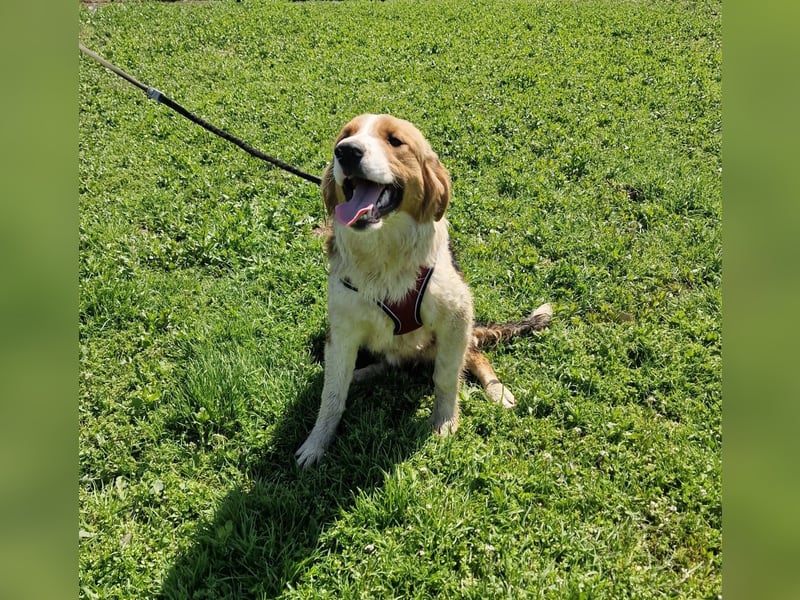Familien Hund Loki sucht ein Zuhause
