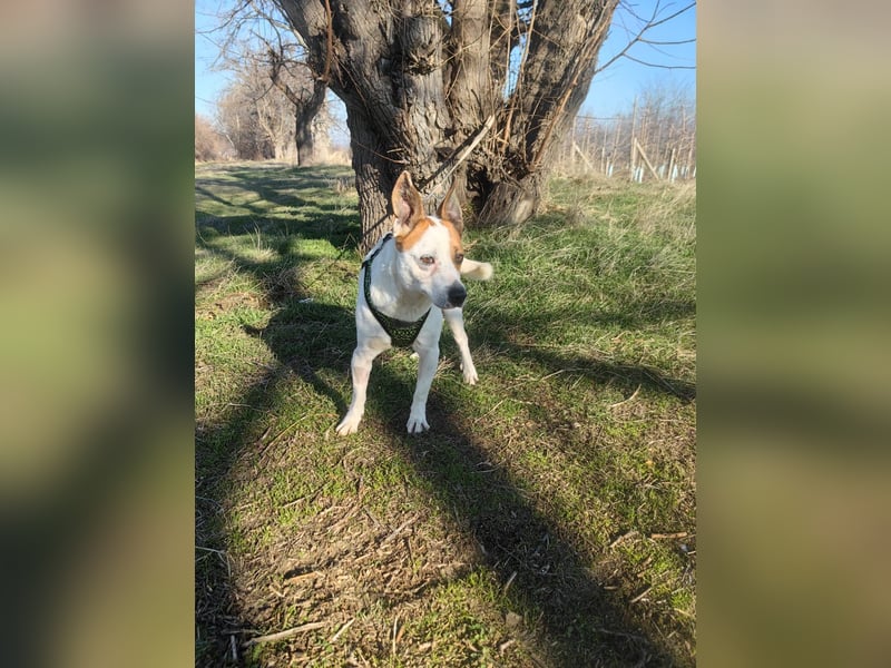 Rexi sucht ein Zuhause