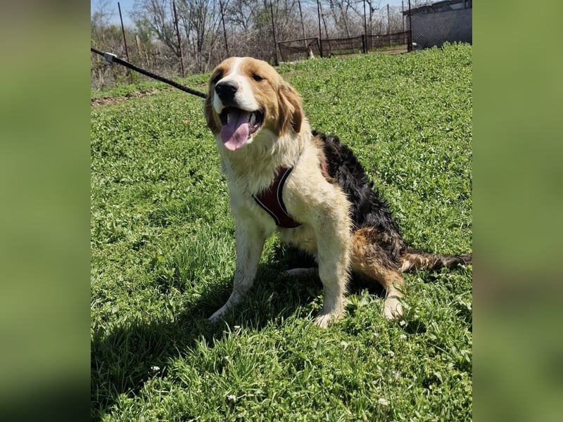 Familien Hund Loki sucht ein Zuhause