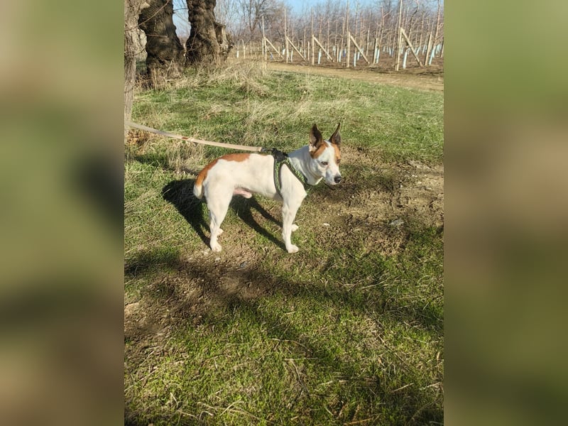 Rexi sucht ein Zuhause