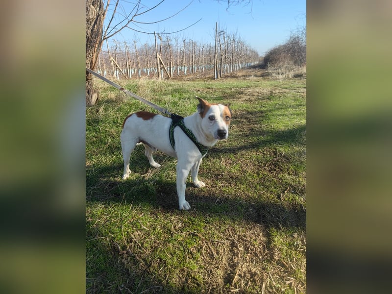 Rexi sucht ein Zuhause