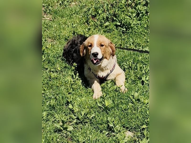 Familien Hund Loki sucht ein Zuhause