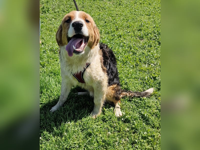 Familien Hund Loki sucht ein Zuhause