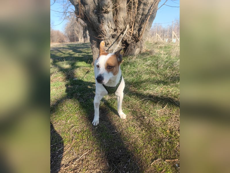 Rexi sucht ein Zuhause