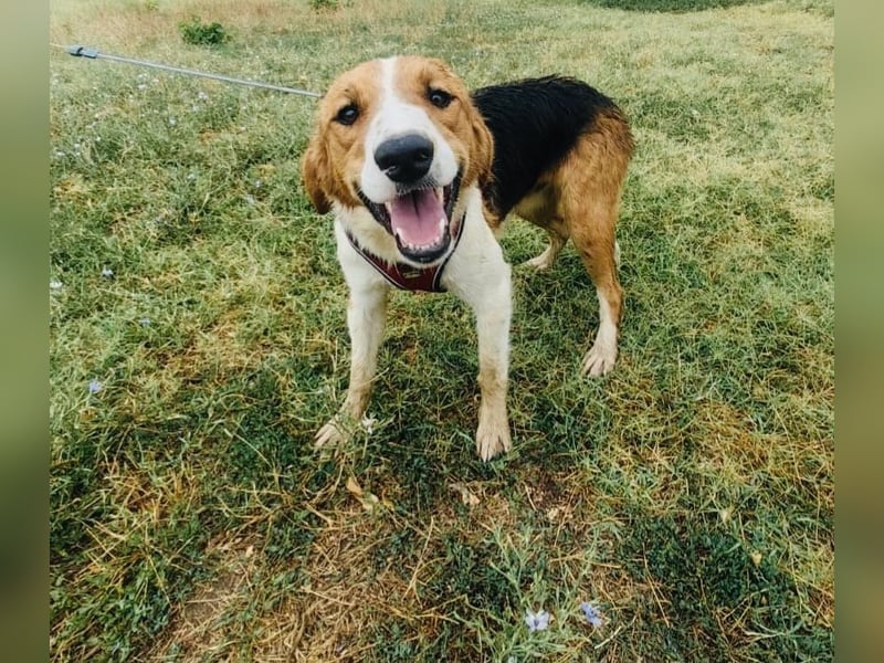 Loki der freundliche Rüde