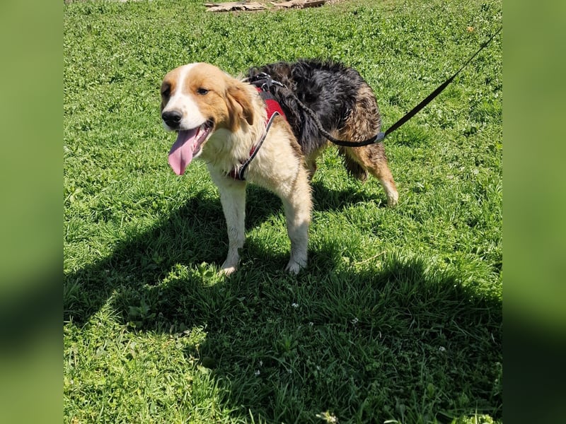 Familien Hund Loki sucht ein Zuhause