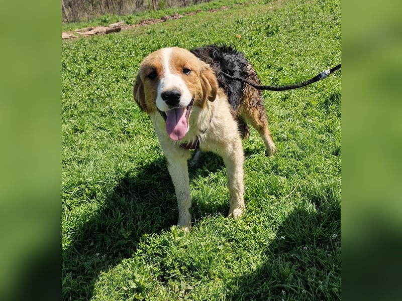 Familien Hund Loki sucht ein Zuhause