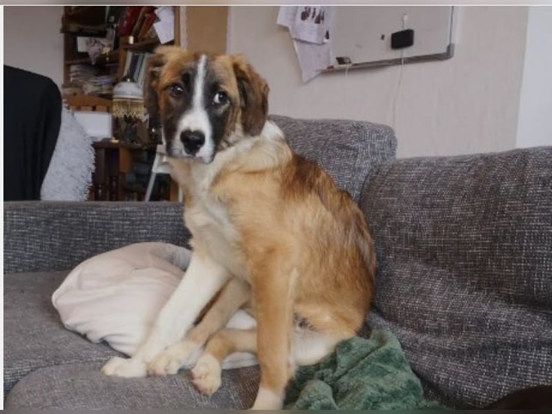 Junghund Kaio sucht seine Menschen