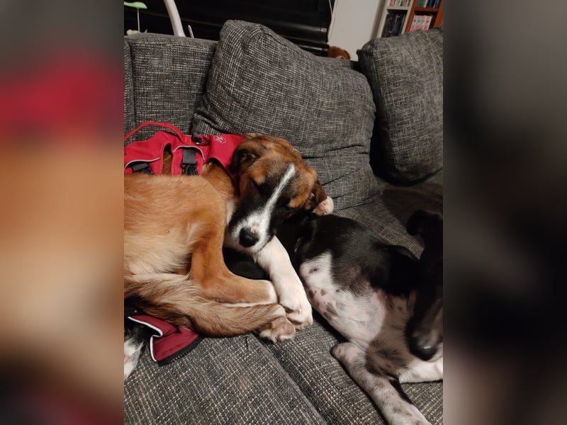 Junghund Kaio sucht seine Menschen