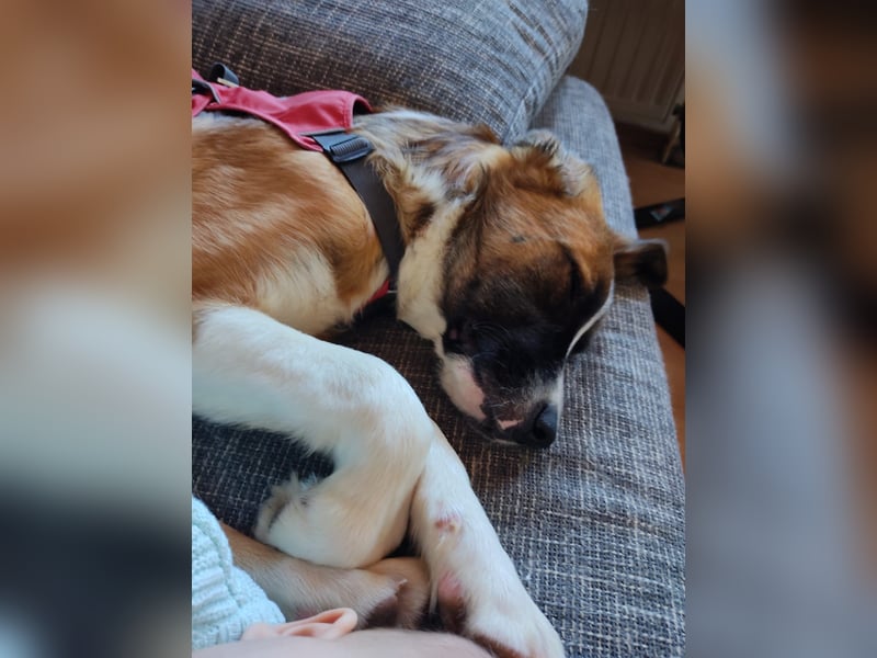 Junghund Kaio sucht seine Menschen