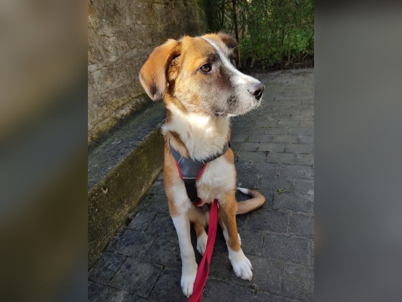 Junghund Kaio sucht seine Menschen