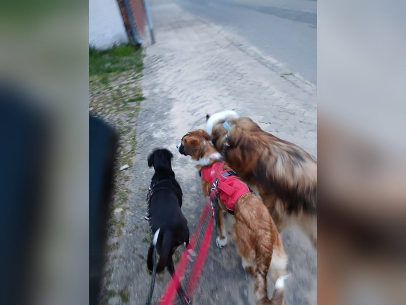 Junghund Kaio sucht seine Menschen
