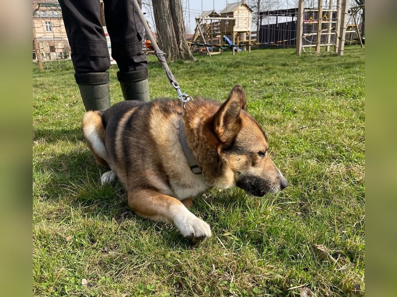 Rüde Loki, 3 Beine und ein großes Herz