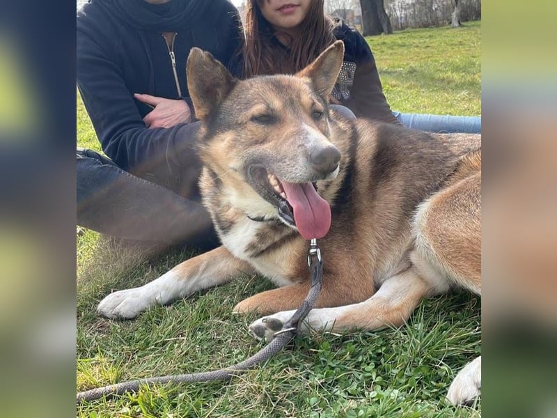 Rüde Loki, 3 Beine und ein großes Herz