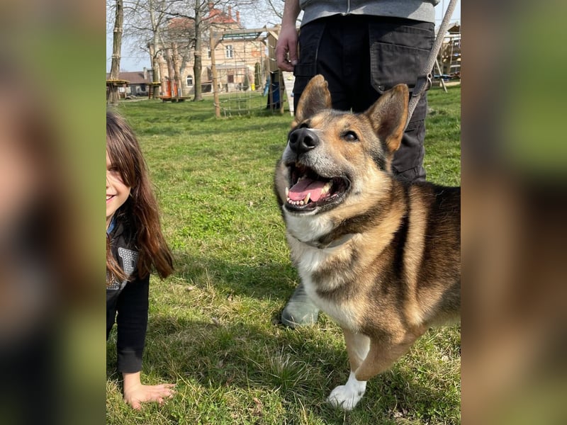 Rüde Loki, 3 Beine und ein großes Herz