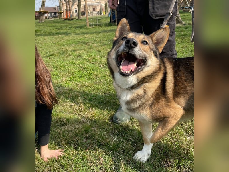 Rüde Loki, 3 Beine und ein großes Herz