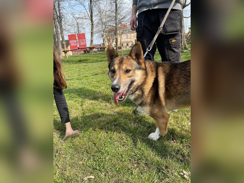 Rüde Loki, 3 Beine und ein großes Herz