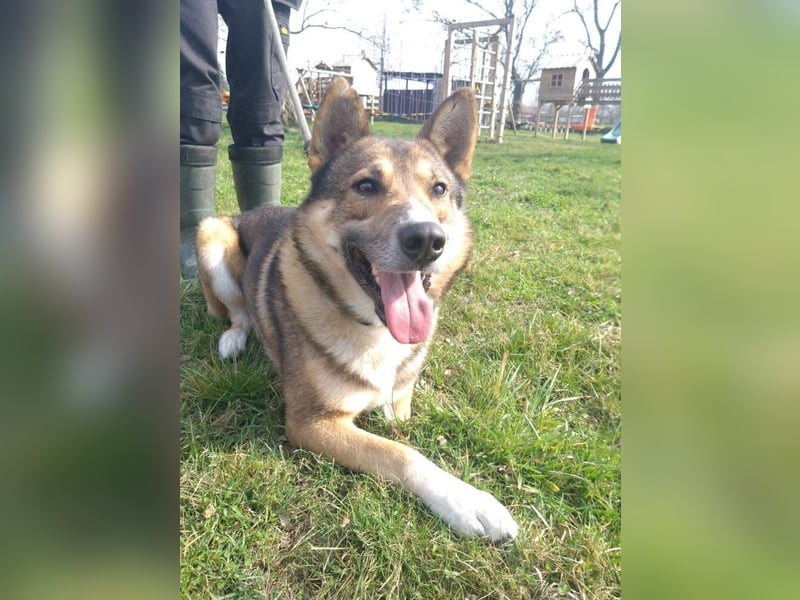 Rüde Loki, 3 Beine und ein großes Herz