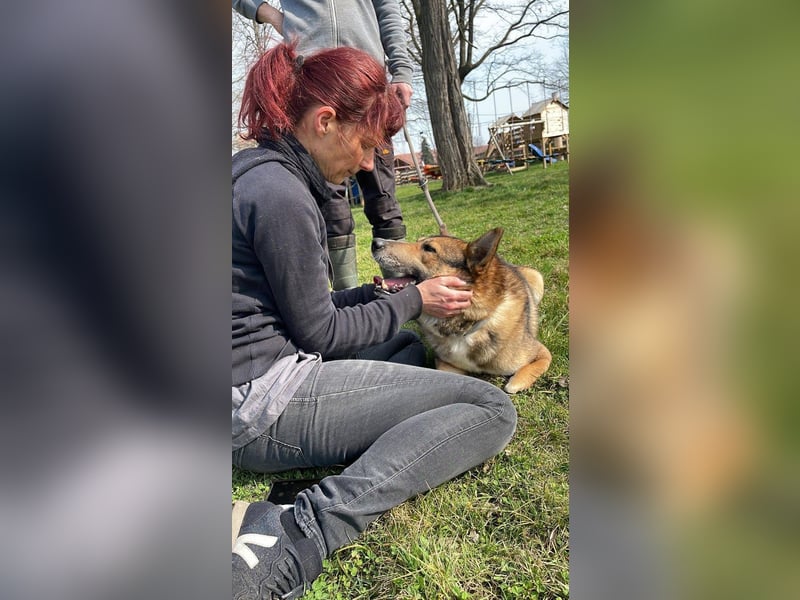 Rüde Loki, 3 Beine und ein großes Herz