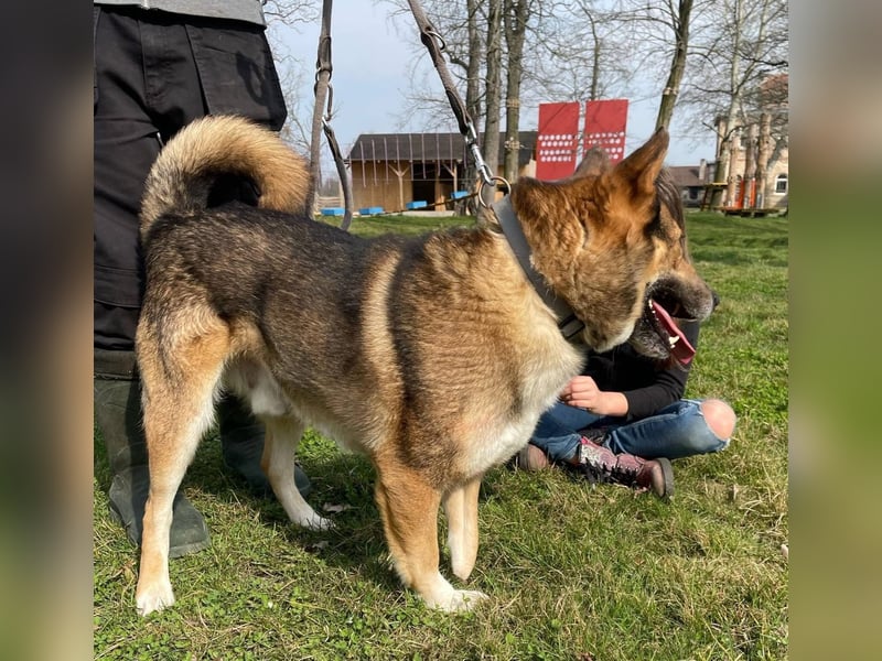 Rüde Loki, 3 Beine und ein großes Herz
