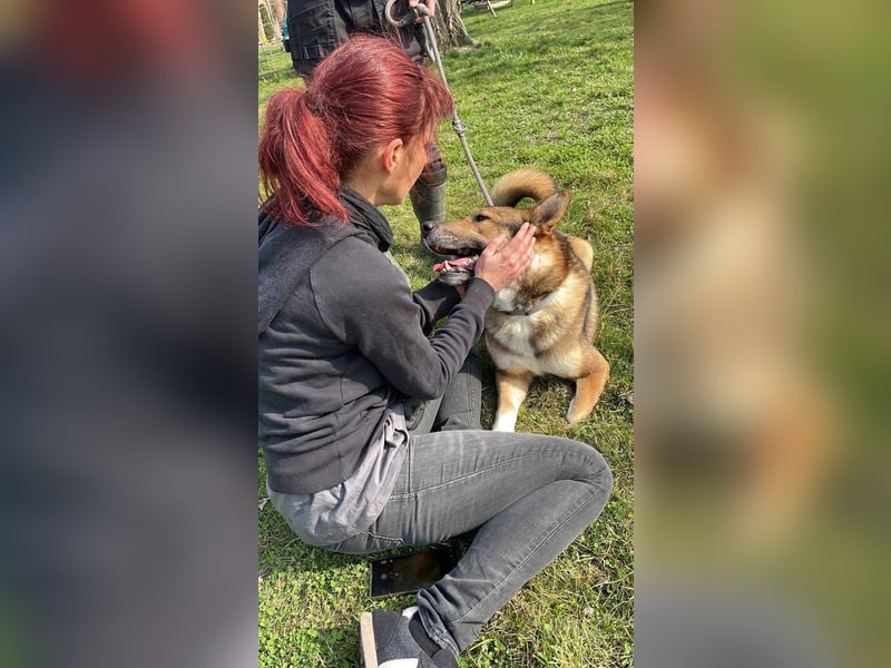 Rüde Loki, 3 Beine und ein großes Herz