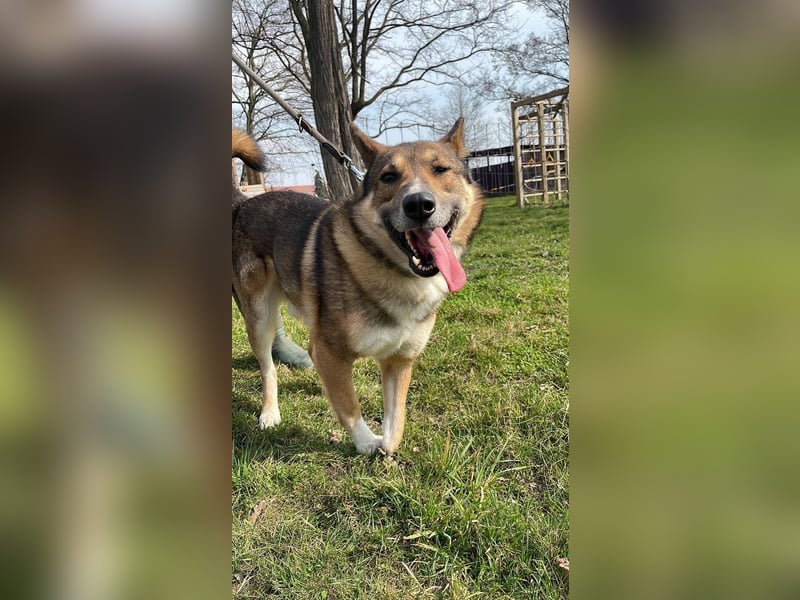 Rüde Loki, 3 Beine und ein großes Herz