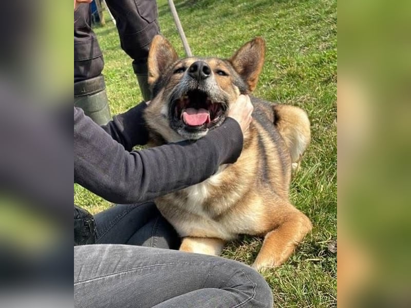 Rüde Loki, 3 Beine und ein großes Herz