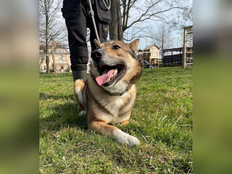 Rüde Loki, 3 Beine und ein großes Herz
