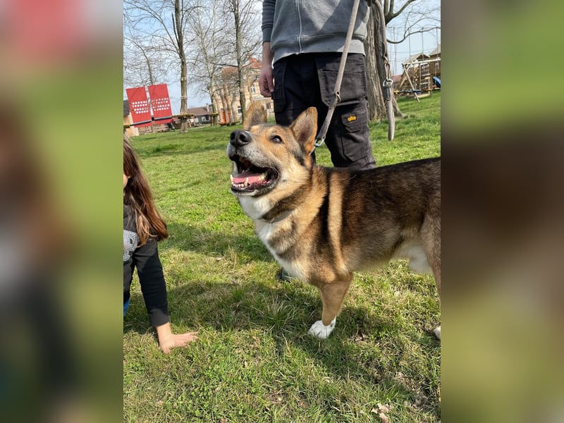 Rüde Loki, 3 Beine und ein großes Herz