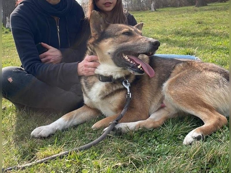 Rüde Loki, 3 Beine und ein großes Herz