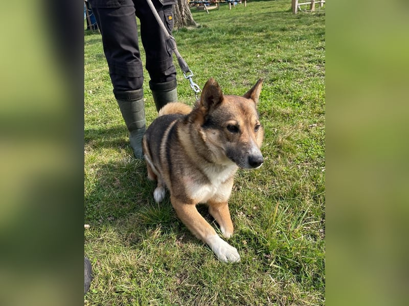 Rüde Loki, 3 Beine und ein großes Herz